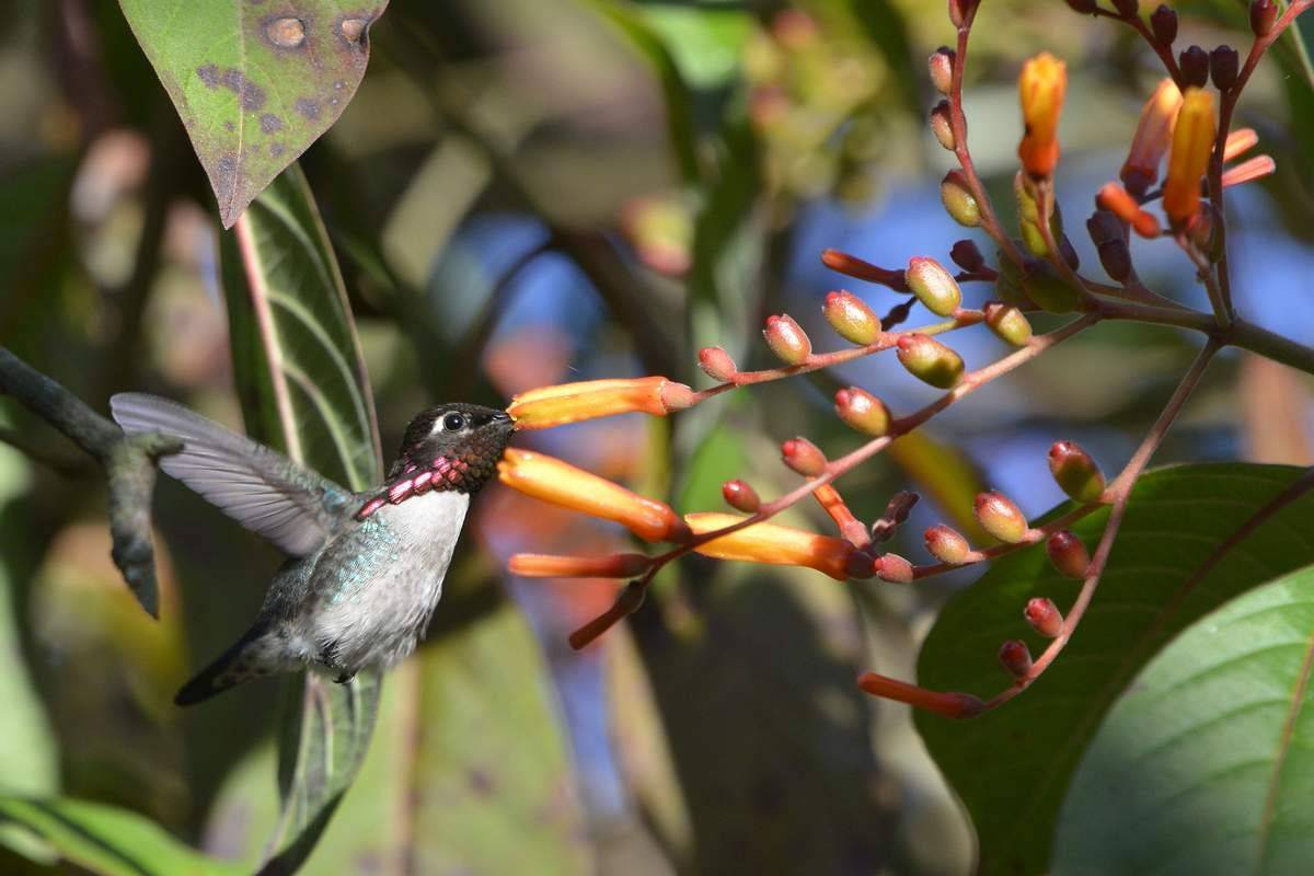 Самая маленькая птица в мире. описание колибри