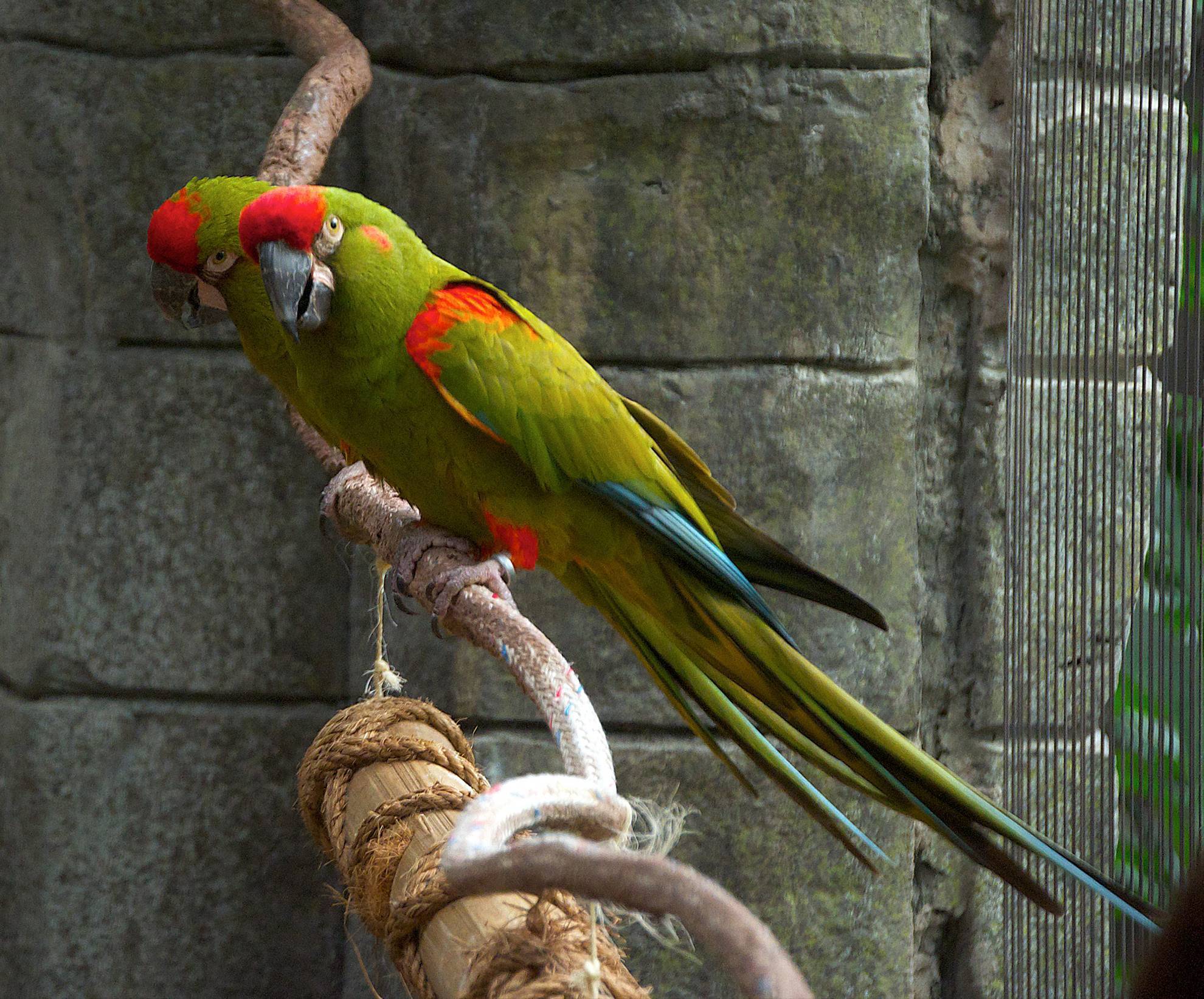 Попугай ара: содержание и уход, стоимость, характер, разведение