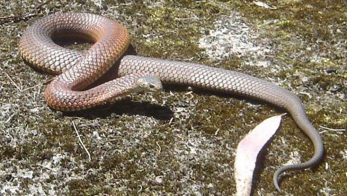 Неопасная красота. змея медянка: фото и описание