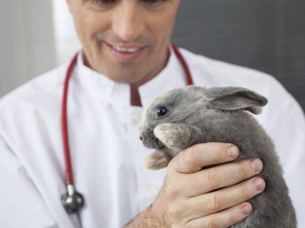Любимые ушастики: как разводить, содержать и уберечь кроликов от болезней