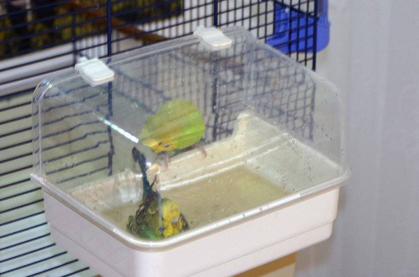 Узнаем как купать попугая кореллу: полезные советы владельцев