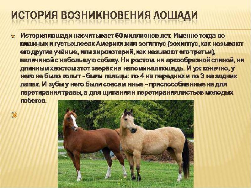Частые вопросы о лошадях