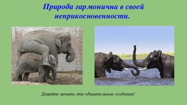 ᐉ сколько лет живут слоны в природе? - zoomanji.ru