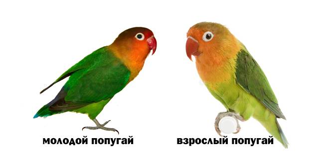 Неразлучники попугаи: уход и содержание с фото и видео