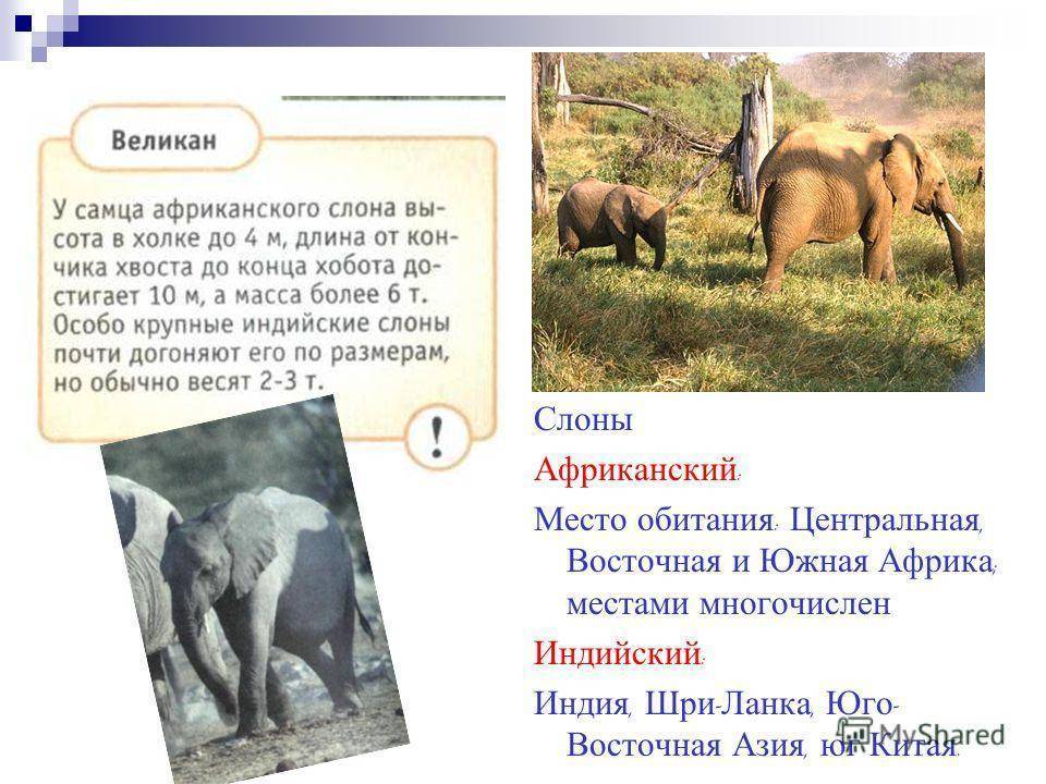 Слон: описание, виды, среда обитания, рацион, враги | планета животных
