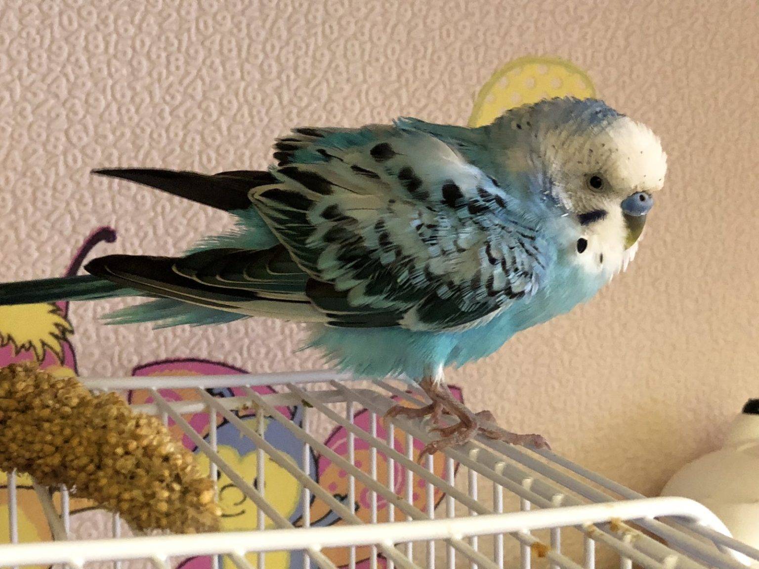 Болезни попугаев породы корелла: симптомы, диагностика и лечение недуга