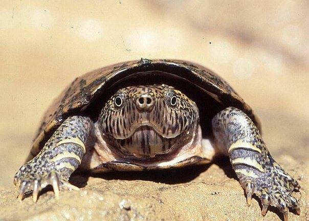 Мускусная черепаха:описание, содержание в домашних условиях, фото