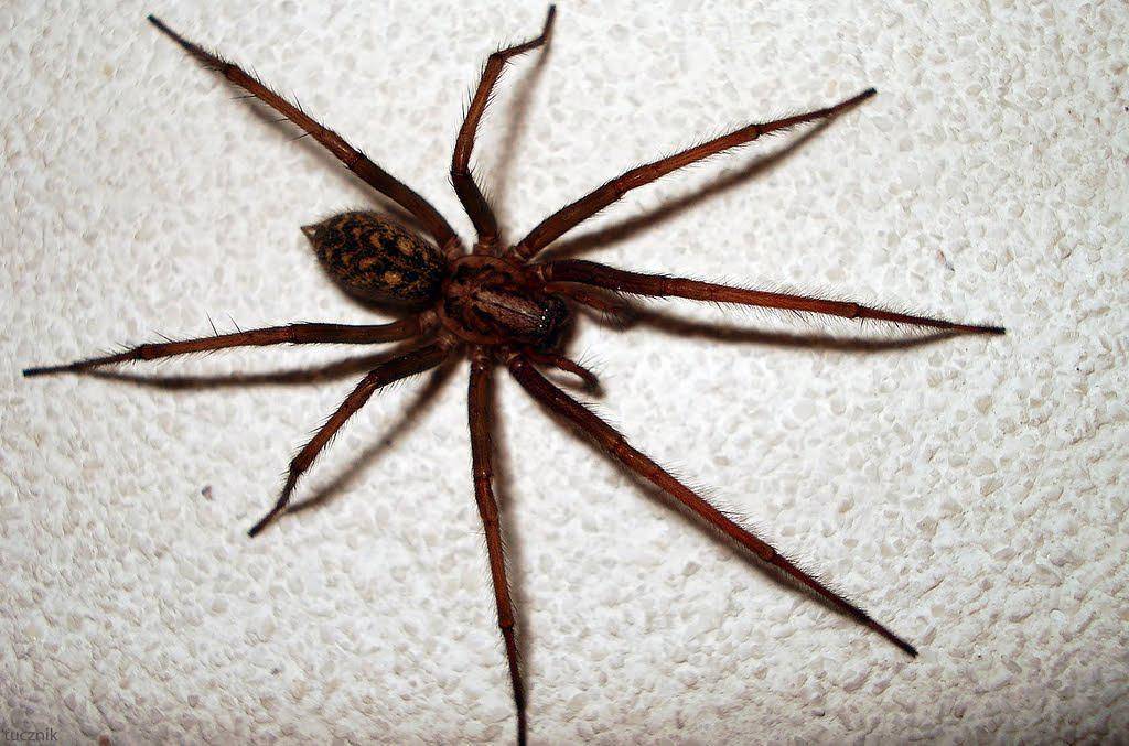 Особенности и строение домового паука отшельник – насколько опасен для человека