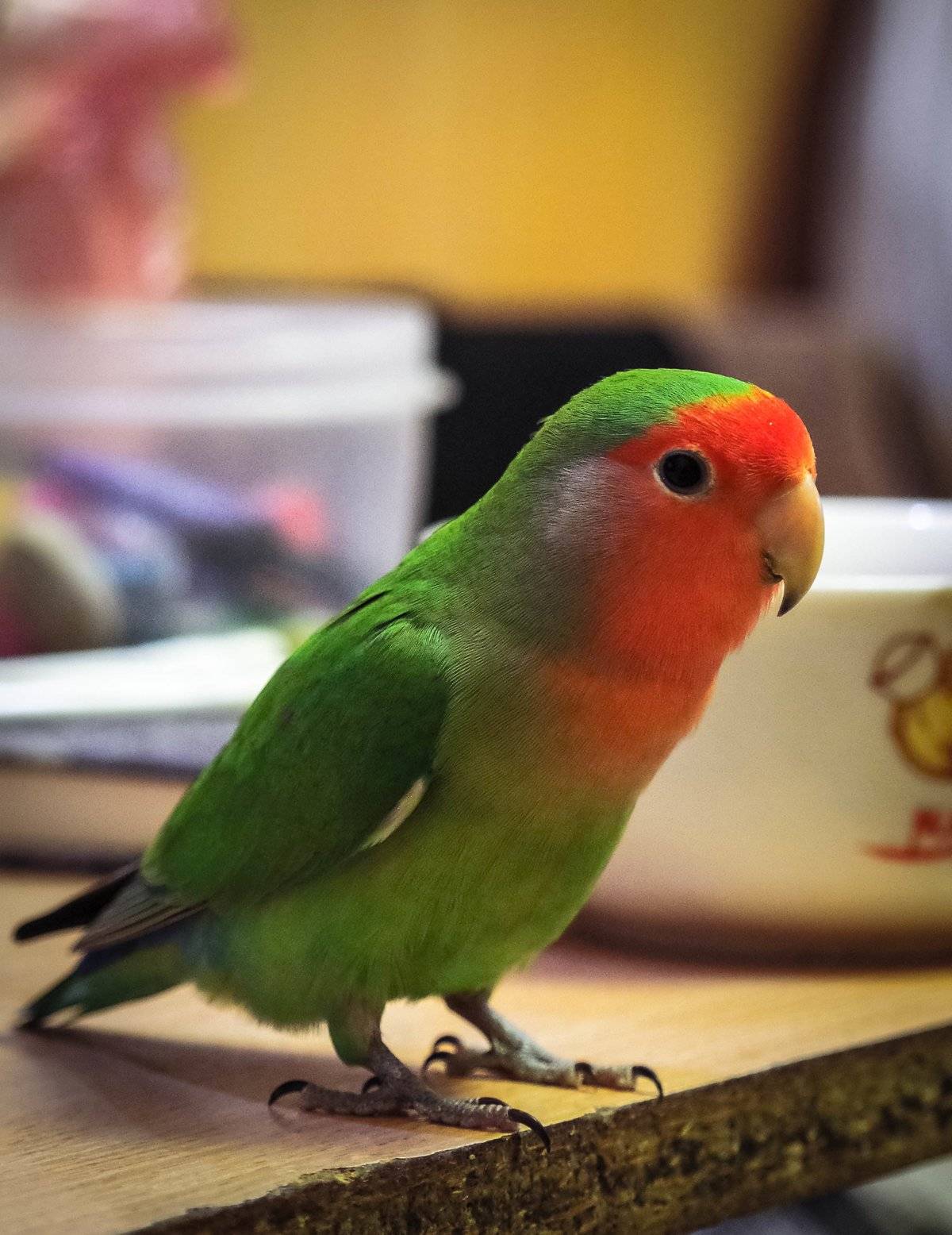 Самые разговорчивые: 10 лучших пород говорящих попугаев