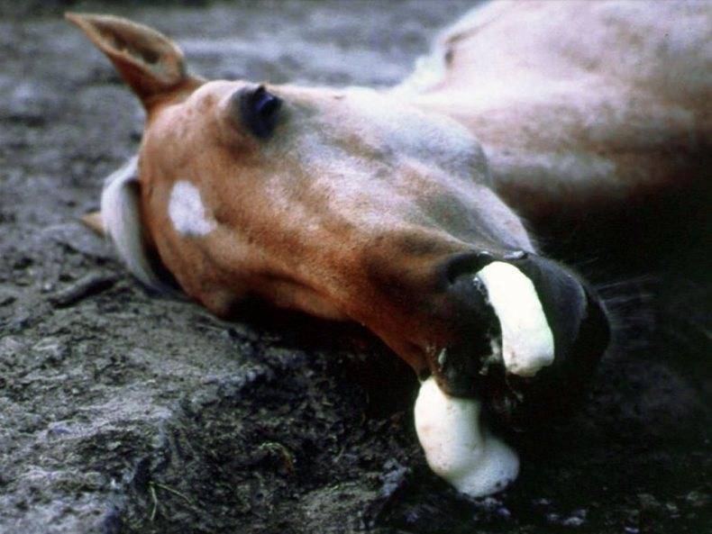 Болезни лошадей: инфекционные и неинфекционные заболевания