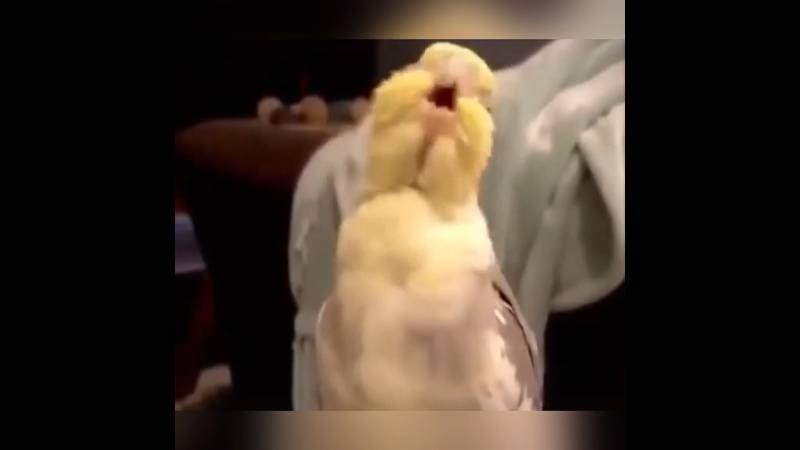 Как научить попугая петь «беловежскую пущу»