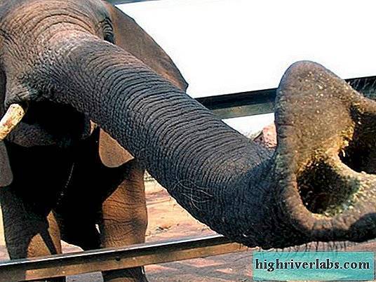 Органы чувств и хобот слона. живая природа: зачем слону нужен хобот
