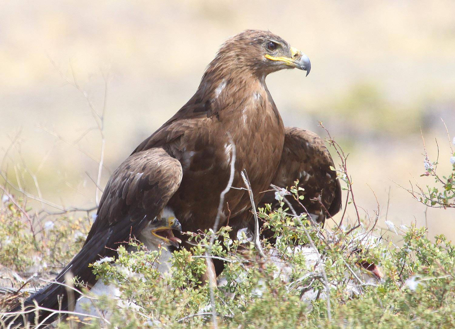 Степной орел (фото): как выглядит, где обитает, чем питается и интересные факты
