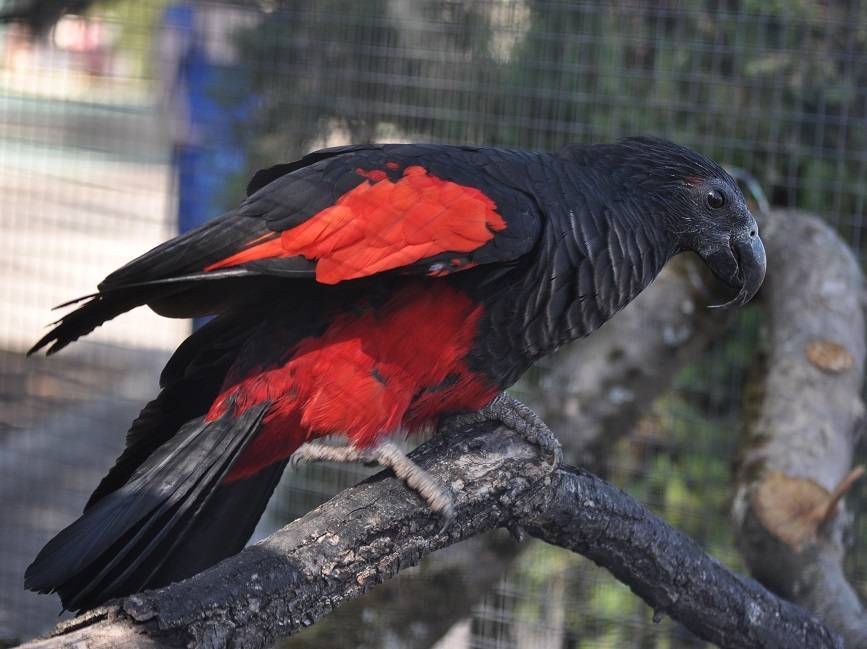 Грифовый попугай — питание, образ жизни, содержание - животный мир