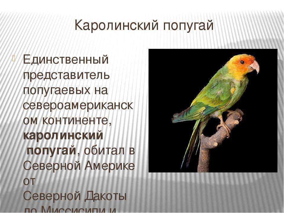 Александрийский попугай: описание, содержание дома, фото