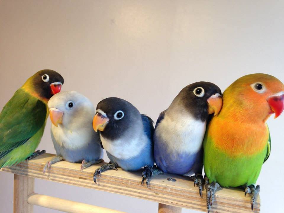 Все виды пород попугаев
