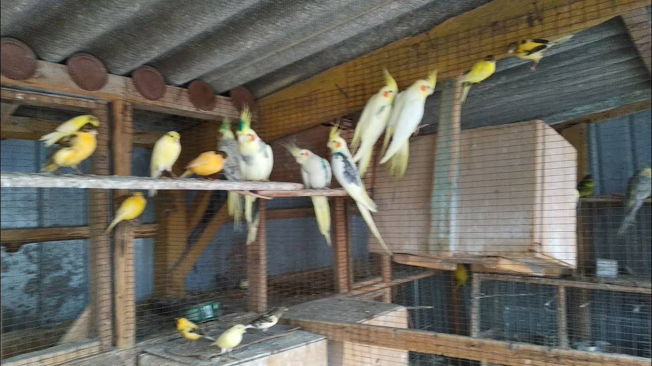 Корелла: описание вида попугаев, уход и содержание в домашних условиях