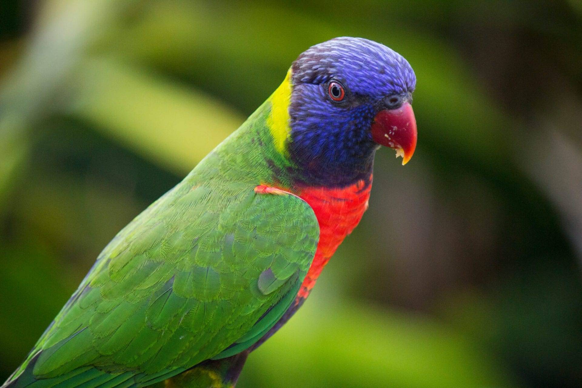 Попугай лори: австралийский попугай с кисточкой на языке