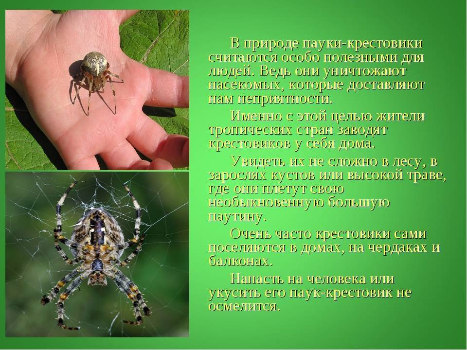 Что делать если укусил паук дома - ядовитый, птицеед, отшельник, крестовик, каракурт, тарантул