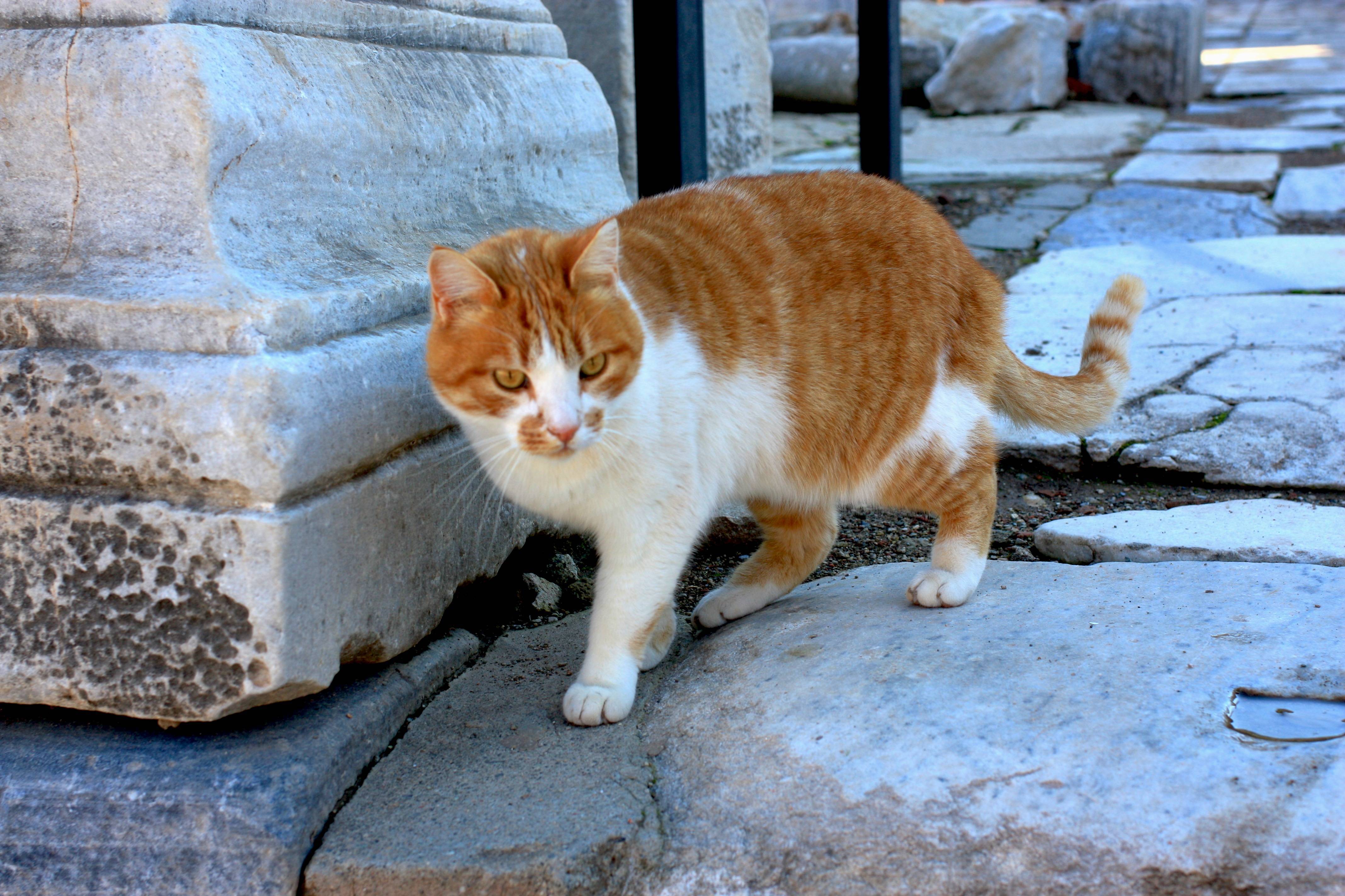 Эгейская кошка: фото, видео, описание породы