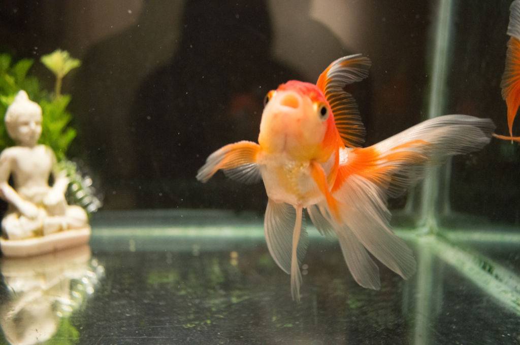 Аквариумная золотая рыбка