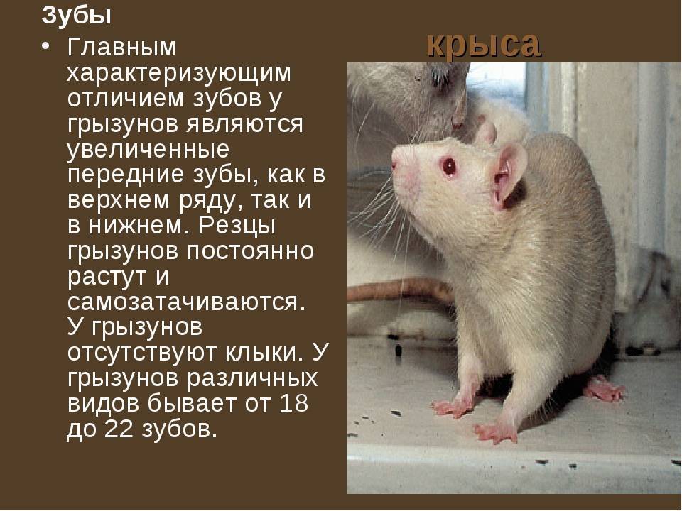 Декоративные крысы уход и содержание