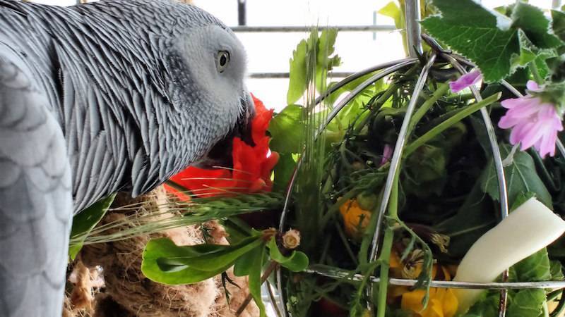 Птенцы амадинов: как выглядят и растут, чем кормить, как ухаживать, когда отсаживать