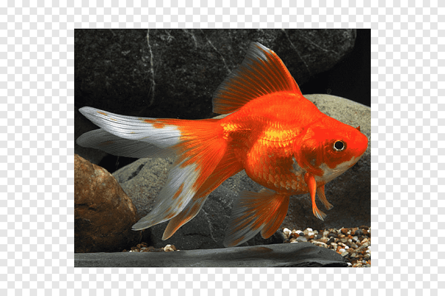 Золотая рыбка риукин: описание, содержание и уход