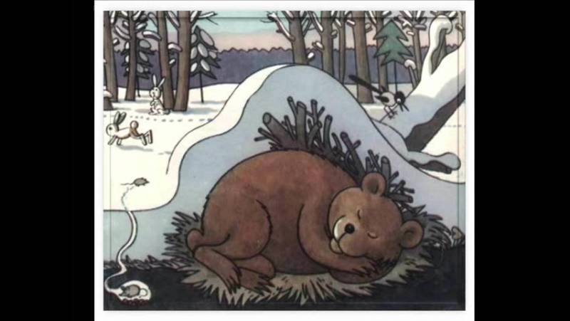 Почему медведи зимой спят и как готовятся к спячке