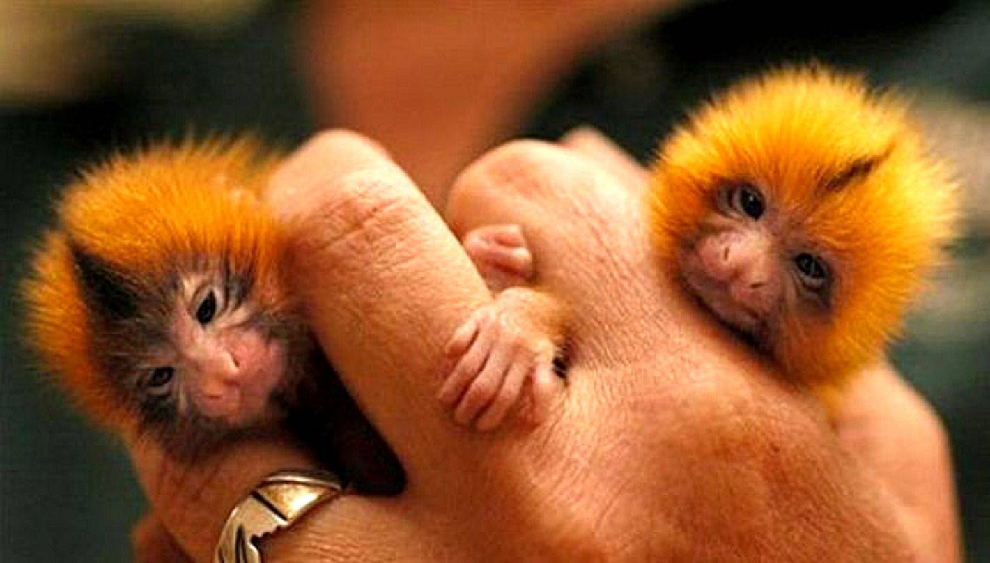 Обезьяна - 79 фото разнообразия социализированных приматов
