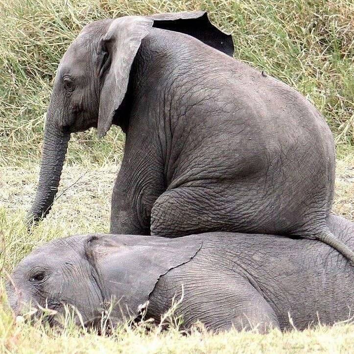 Слоны: что едят и где живут, вес и размеры, фото и интересные факты