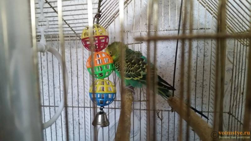 Сколько живут волнистые попугаи в клетке? | mnogoli.ru