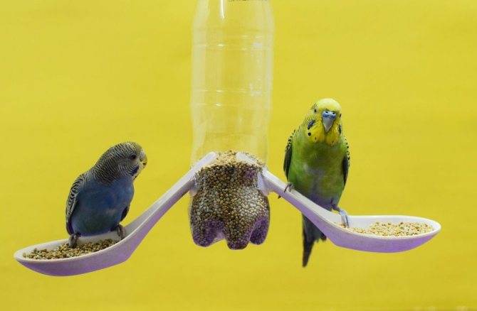 Как сделать кормушку и поилку для попугаев своими руками?