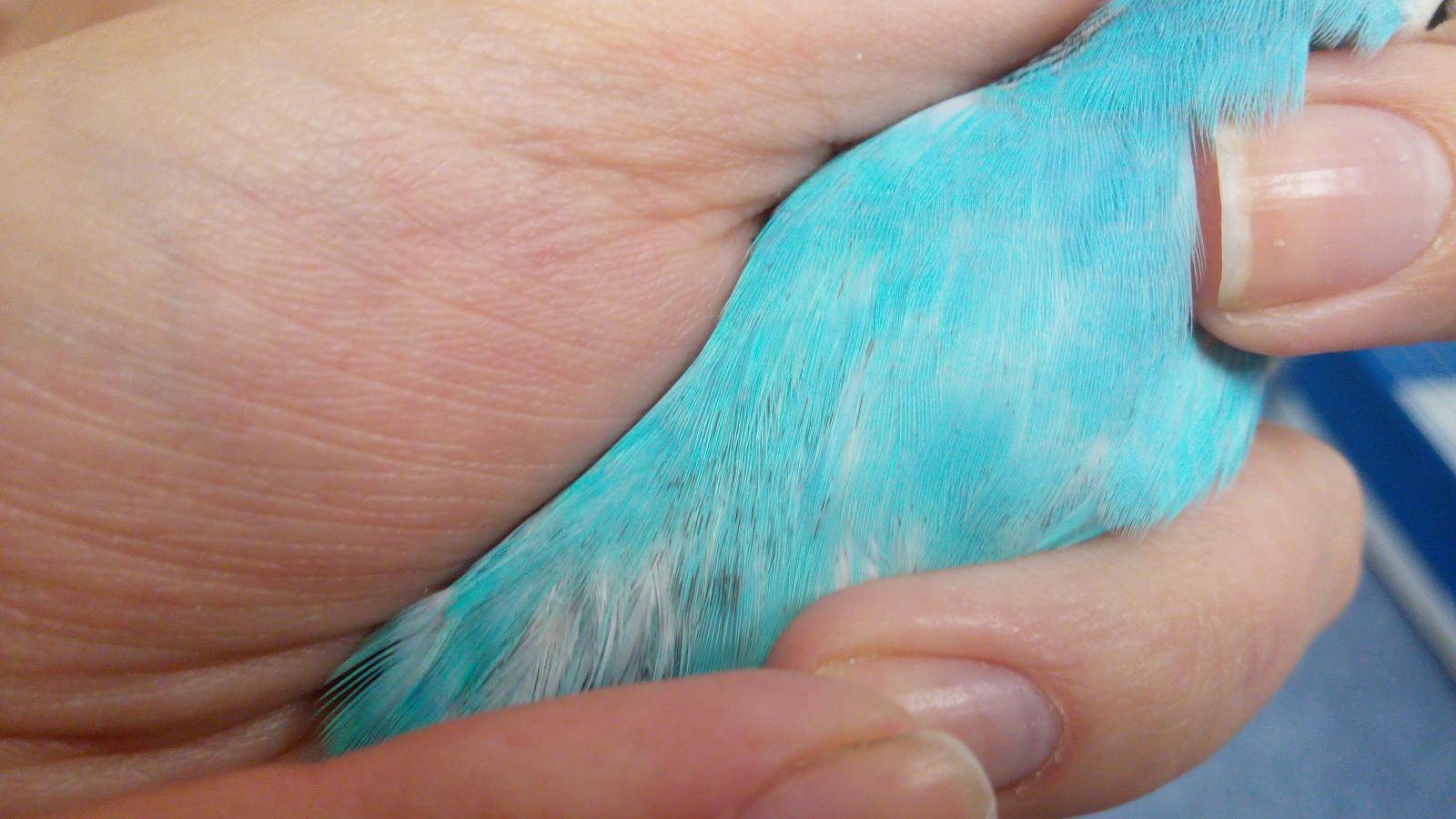 Есть ли аллергия на волнистых попугаев: симптомы и отзывы
