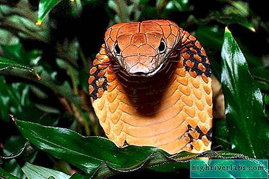 Кобра змея. описание, особенности, виды, образ жизни и среда обитания кобры | живность.ру