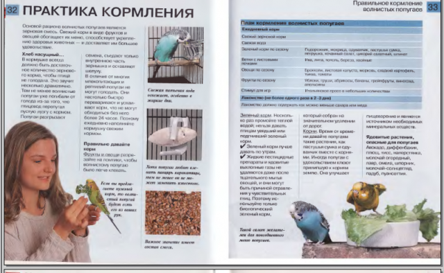 Корелла: особенности содержания и ухода за попугаями