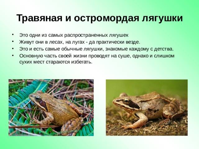 Травяная лягушка | мир животных и растений