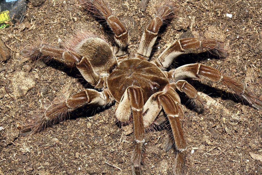 7 самых больших пауков мира (фото)