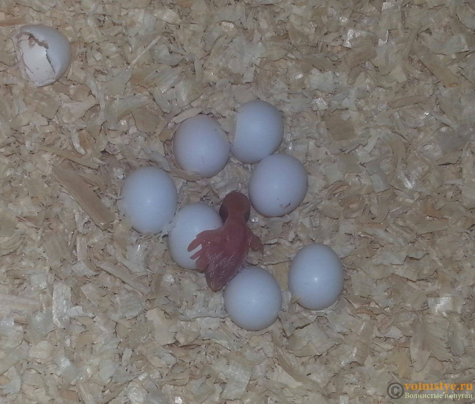 Про гнездование и разведение волнистых попугаев, размножение в домашних условиях - твой питомец