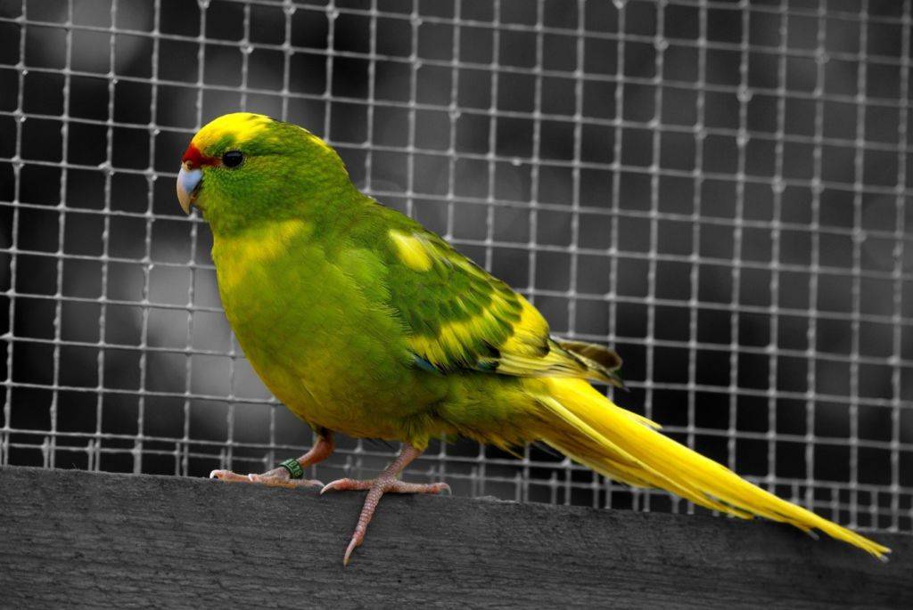 Новозеландский попугай какарик - уход и содержание в домашних условиях