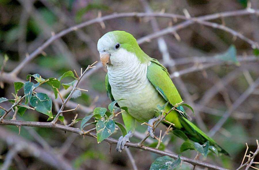 Порода - квакерский попугай (попугай-монах) quaker parrot (monk parakeet)