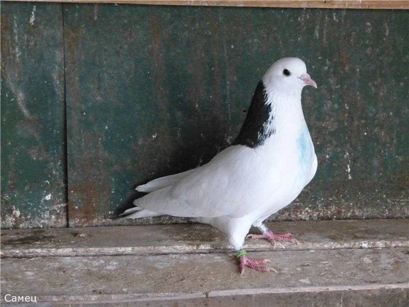 Высоколетные голуби: породы с фотографиями и названиями, видео