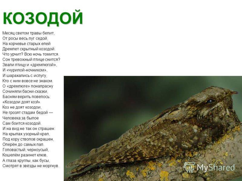 Козодой птица. описание, особенности, образ жизни и среда обитания козодоя