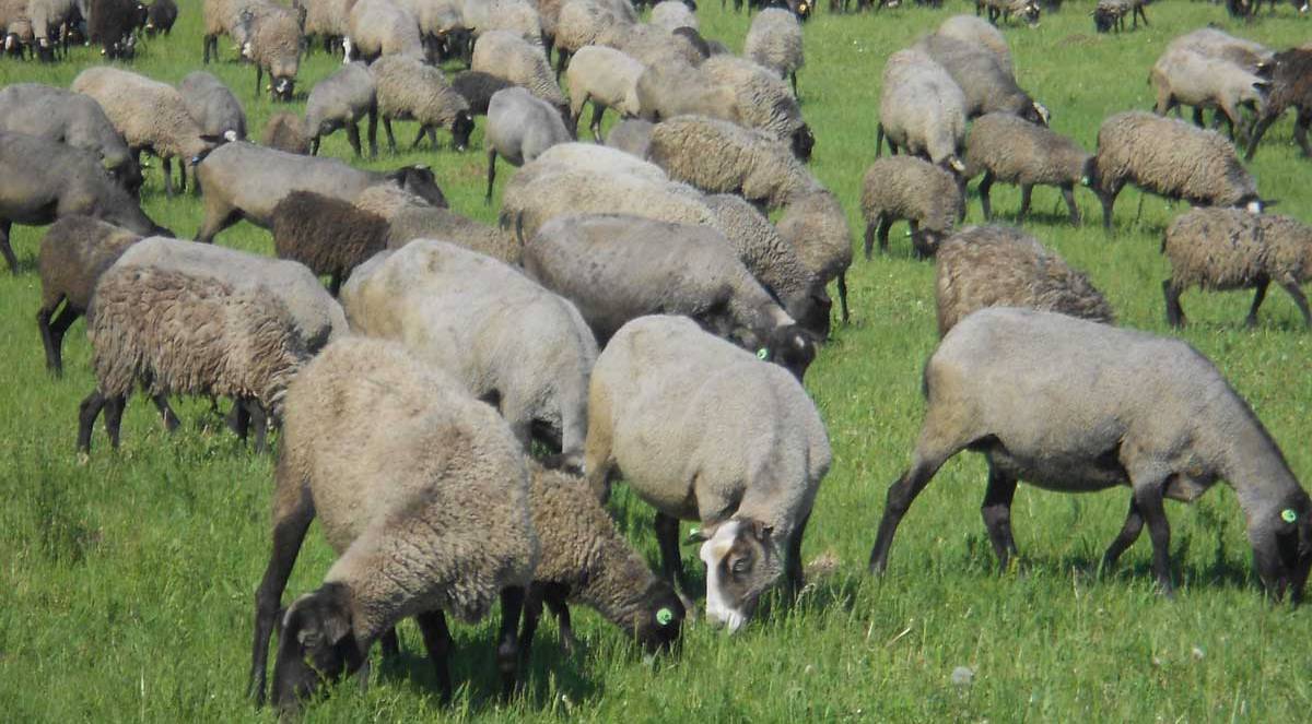 Романовская порода овец – её характеристики и фото