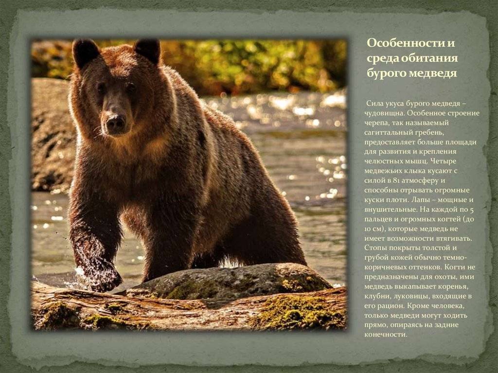 Медведи: описание животного, сколько живут, виды, среда обитания