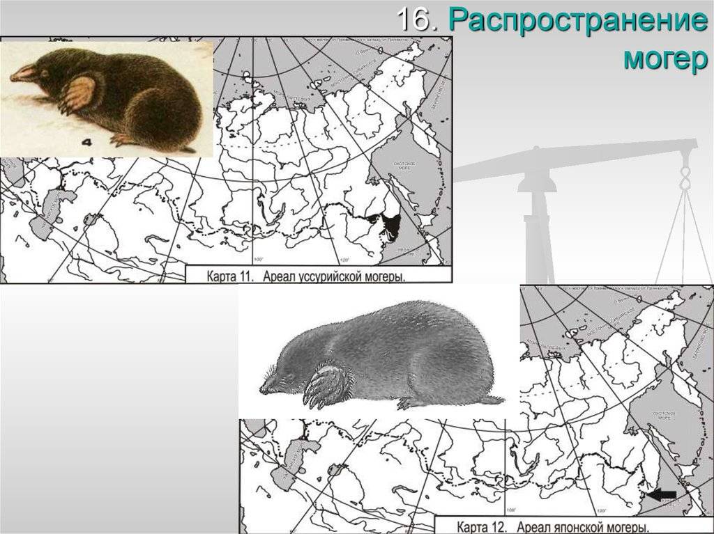 Хомячок эверсманна (монгольский): описание вида, содержание в домашних условиях, фото