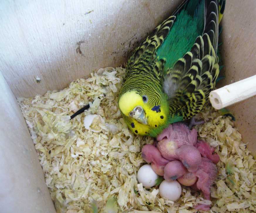 Спаривание и размножение попугаев