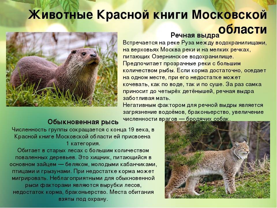 Природа московской области – особенности | фото природы подмосковья