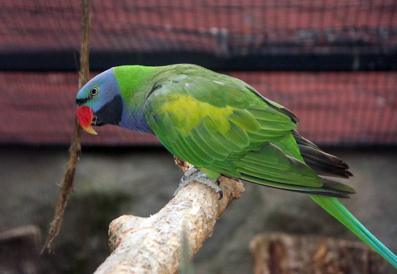 Сколько живут ожереловые попугаи в домашних условиях