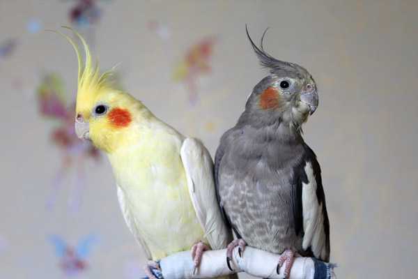 Имена для попугая корелла мальчика и девочки